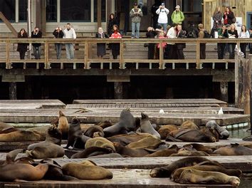 US Sea Lions Disappear