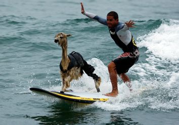 Peruvian surfer Pianezzi rides wave with his alpaca Pisco at San Bartolo beach in Lima