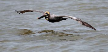 A pelican flies over the Gulf of Mexico where oil leaking from the Deepwater Horizon wellhead continues to spread south of Venice