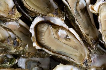 Oysters are presented by producers near Bordeaux as ban lifted ager toxins scare
