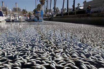 Fish Die Off