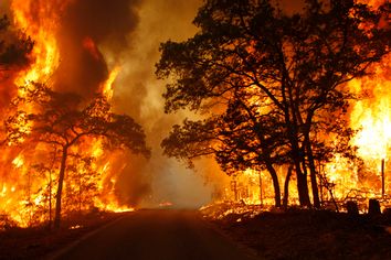 Flames engulf a road near Bastrop State Park as a wildfire burns out of control near Bastrop, Texas September 5, 2011.