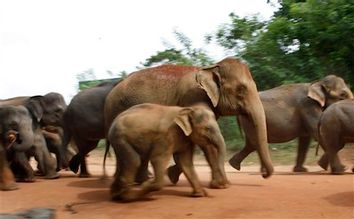 Sri Lanka Elephants