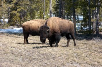 Yellowstone Bison