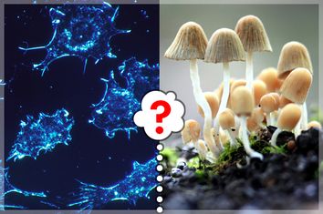 Cancer cells, Toadstools