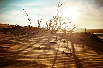 Barren Landscape