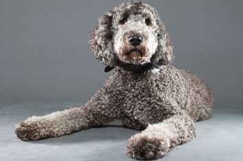 Labradoodle