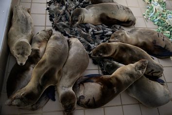 Starving Sea Lions