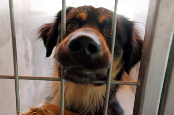 Dog Kennel