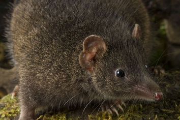 Tasman Peninsula Dusky Antechinus