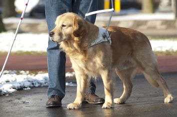 Guide Dog