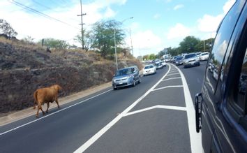 Cow on Highway