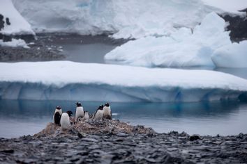 Antarctica Penguin Deaths