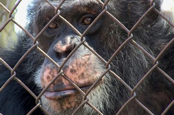 Unlocking the Cage