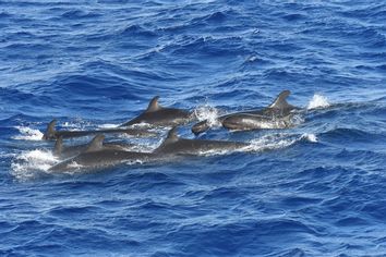 Hawaii-Whale And Dolphin Study