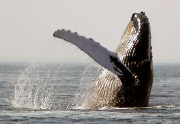 Whales And Ships