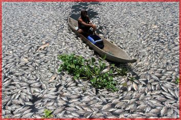 A man steers a wooden boat through dead fish in a breeding pond at the Maninjau Lake in Agam regency