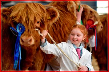 The Annual Oban Highland Cattle Sale