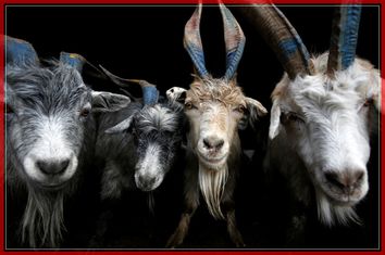 Goats wait to get unloaded from a vehicle at a livestock market during Dashain, the biggest religious festival for Hindus in Nepal, in Kathmandu