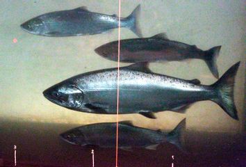 Listed Salmon Hatcheries