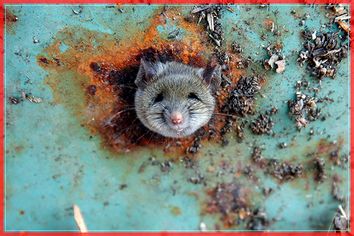 A rat's head rests as it is constricted in an opening in the bottom of a garbage can in the Brooklyn borough of New York