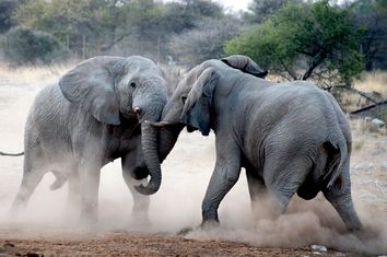 elephants fighting.