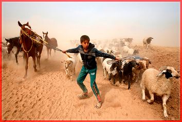 A displaced Iraqi boy leads his animals to safety after escaping from Islamic State controlled village of Abu Jarboa during clashes with IS militants near Mosul