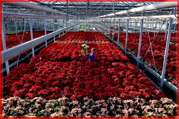 Christmas Poinsettias Ready For Sale