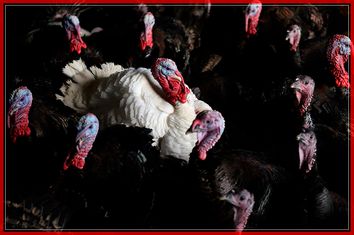 BRITAIN-LIFESTYLE-ANIMAL-CHRISTMAS-TURKEY