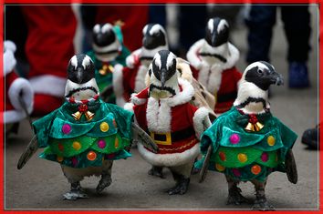 Visitors look at penguins wearing Santa Claus and Christmas tree costumes during a promotional event for Christmas in Yongin
