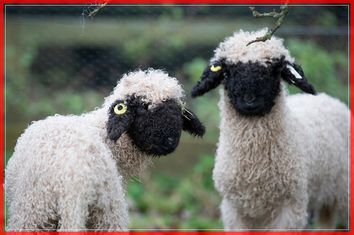 Rare Breed Lambs and Piglets Arrive At The Lost Gardens of Heligan