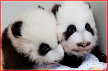 Handout of giant panda twins Ya Lun and Xi Lun in Atlanta