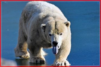 APTOPIX Germany Weather Zoo