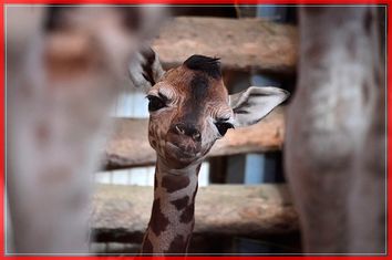 HUNGARY-ANIMALS-ZOO-GIRAFFE