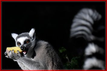 ITALY-ZOO-ANIMALS-WEATHER