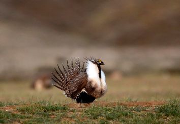 Sagebrush Wildfire Strategy