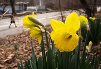 daffodils bloom in New York's Central Park in February