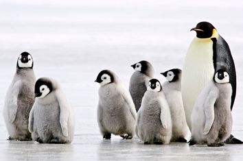 Antarctic Babysitter