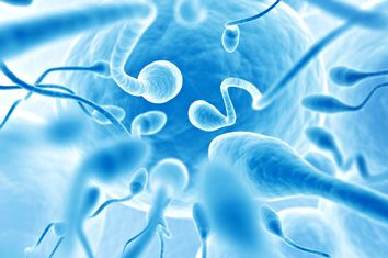 sperm going for the egg