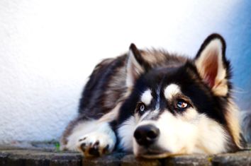 Siberian Husky