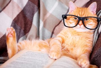 Cat With Book