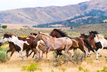 Running Horses