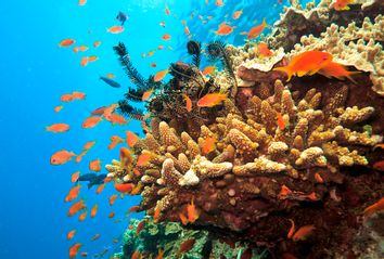 Great Barrier Reef