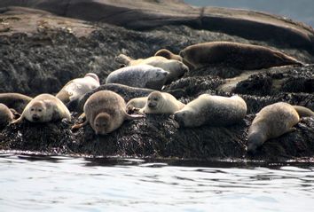 Harbor Seals in Boothbay, Maine