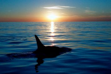 Orca