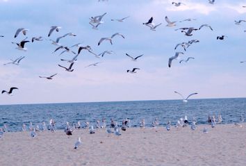 Seagulls flying above Risden's Beach in Point Pleasant Beach, N.J.
