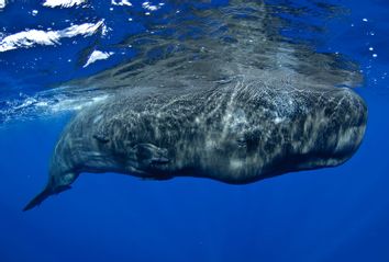 Sperm Whale