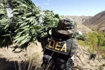 DEA Agent Marijuana