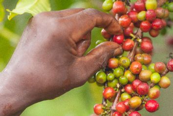 Freshly Picked Kenyan Coffee
