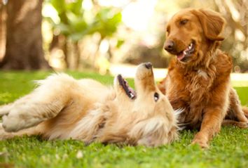 Dogs Playing